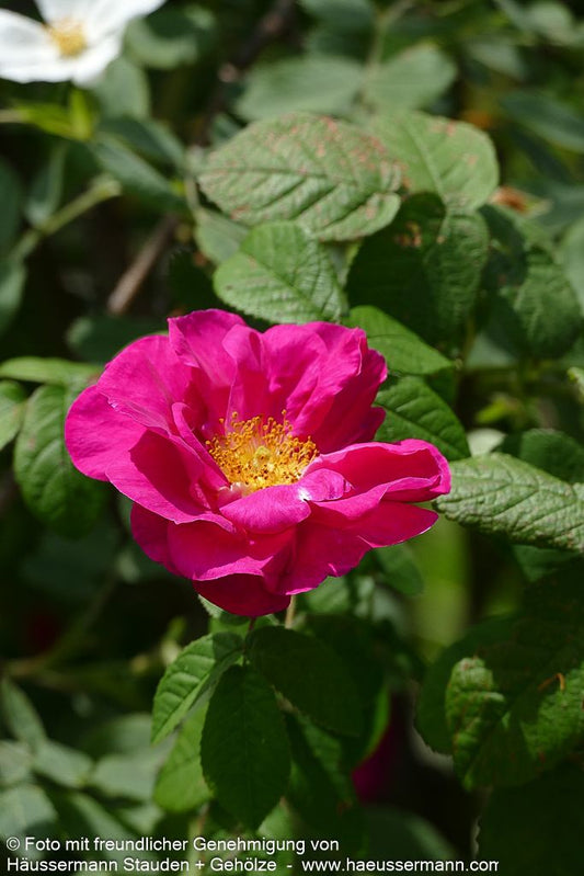Apotheker-Rose 'Officinalis' (Rosa gallica  STR V)