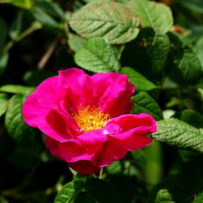 Apotheker-Rose 'Officinalis' (Rosa gallica STR V)