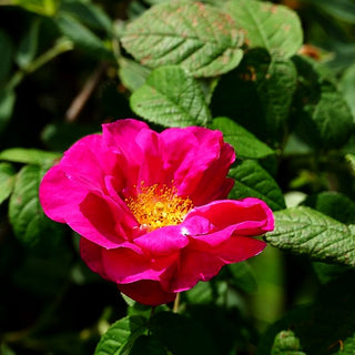 Apotheker-Rose 'Officinalis' (Rosa gallica STR V)