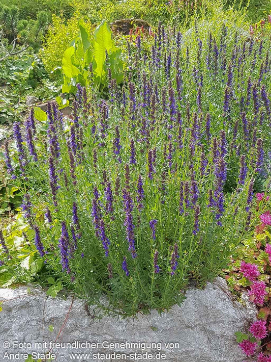 Apotheker-Ysop (Hyssopus officinalis)