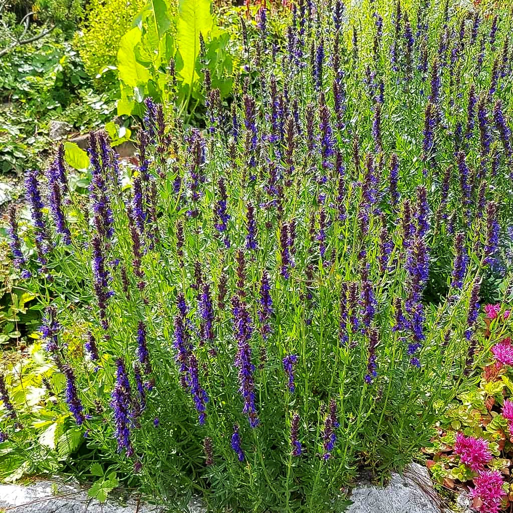 Apotheker-Ysop (Hyssopus officinalis)