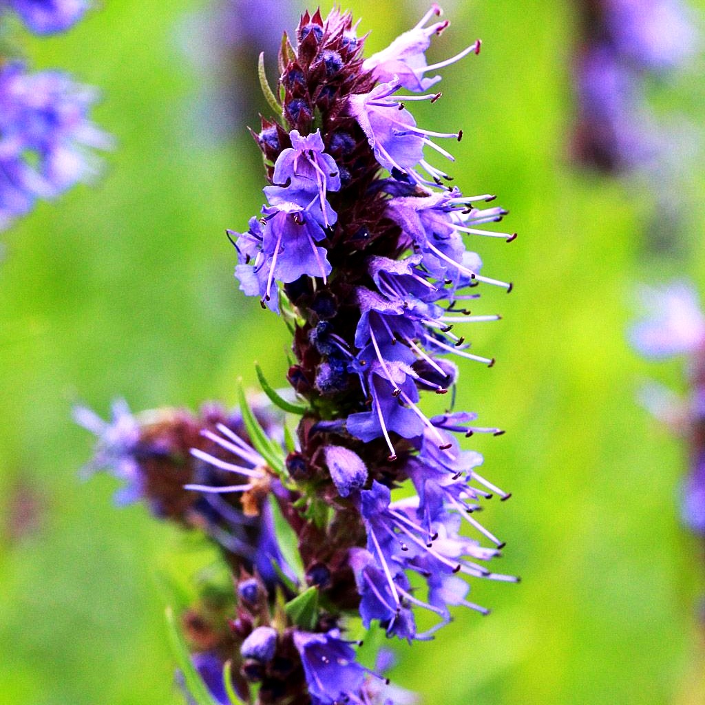 Apotheker-Ysop (Hyssopus officinalis)