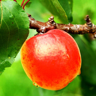 Aprikose 'Kuresia' (Prunus arm.)