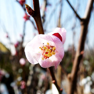 Aprikose (Prunus armeniaca)