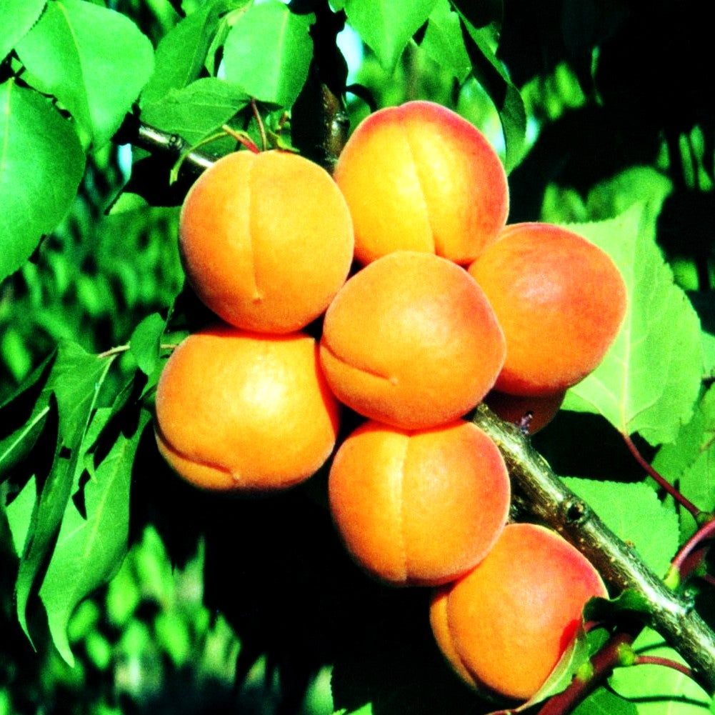 Aprikose (Prunus armeniaca)