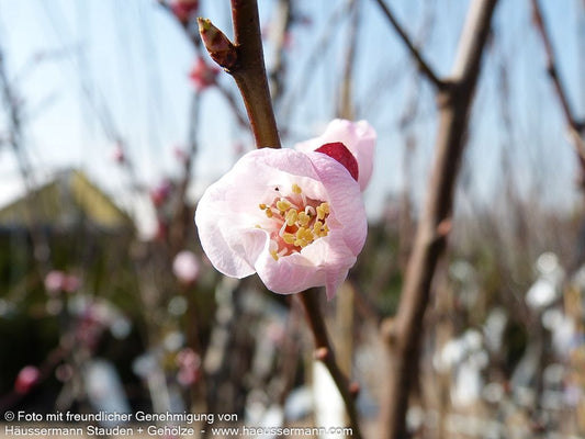 Aprikose 'Ungarische Beste' (Prunus arm.)