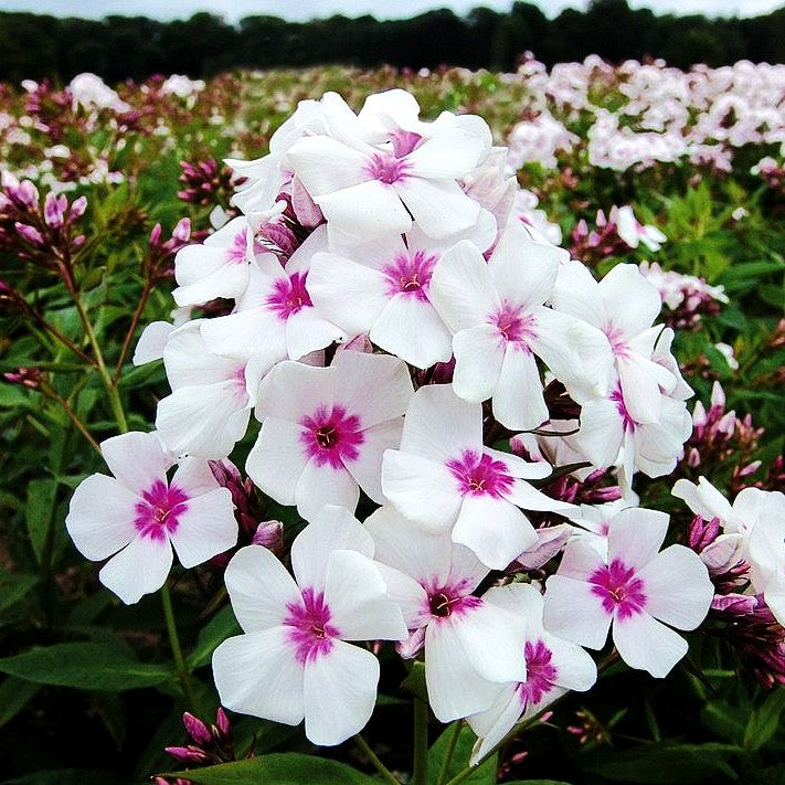 Arends-Flammenblume 'Early Star' (Phlox x arendsii)