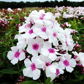 Arends-Flammenblume 'Early Star' (Phlox x arendsii)