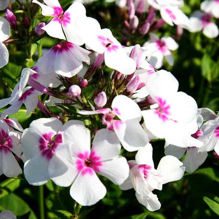 Arends-Flammenblume 'Early Star' (Phlox x arendsii)