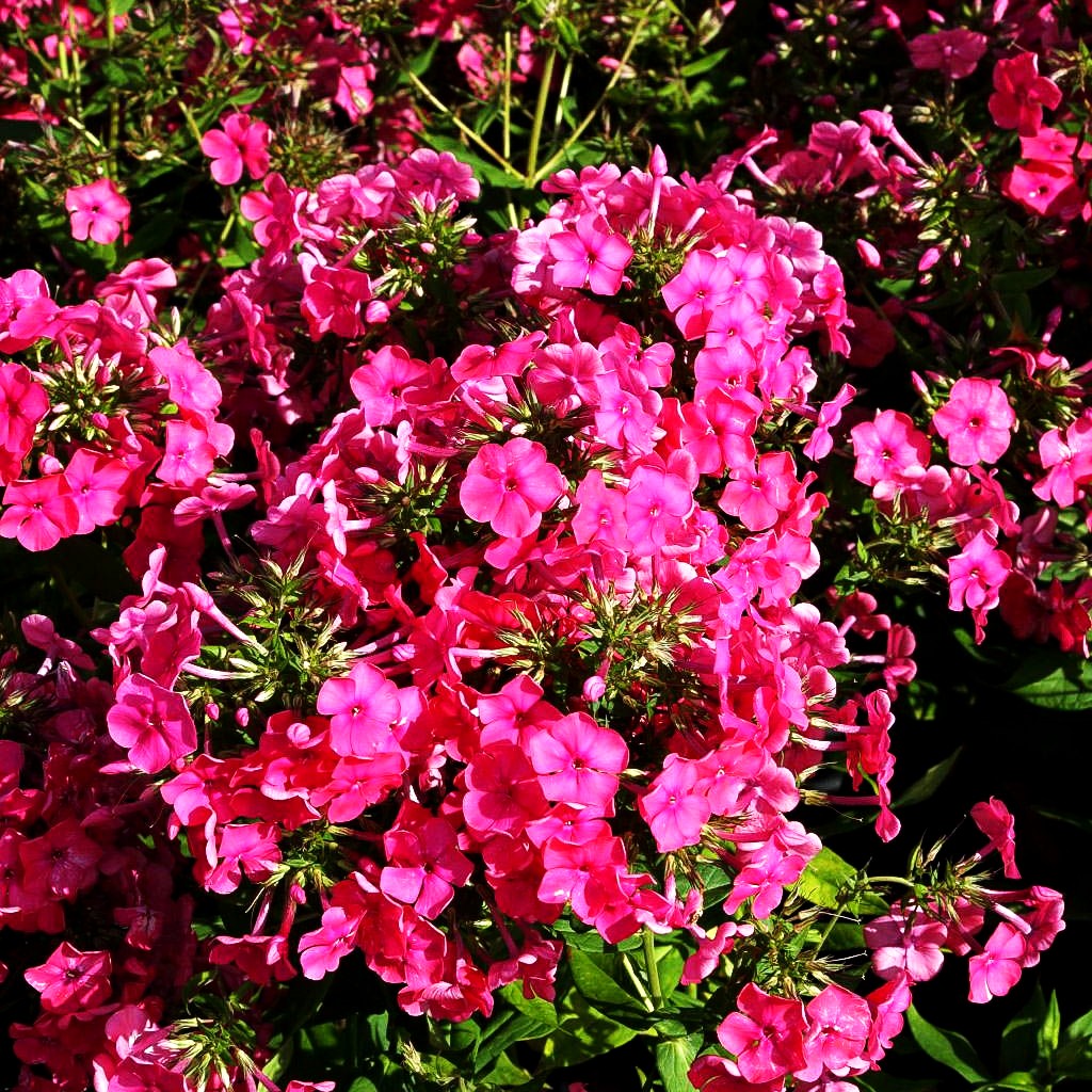 Arends-Flammenblume 'Pink Attraction' (Phlox x arendsii)