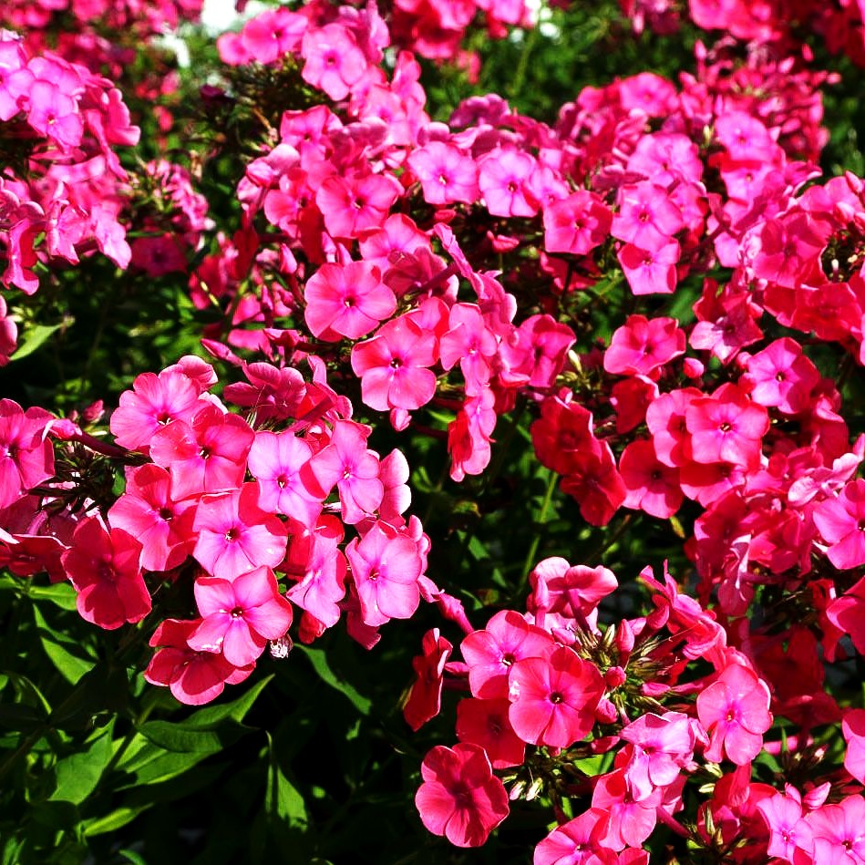 Arends-Flammenblume 'Pink Attraction' (Phlox x arendsii)