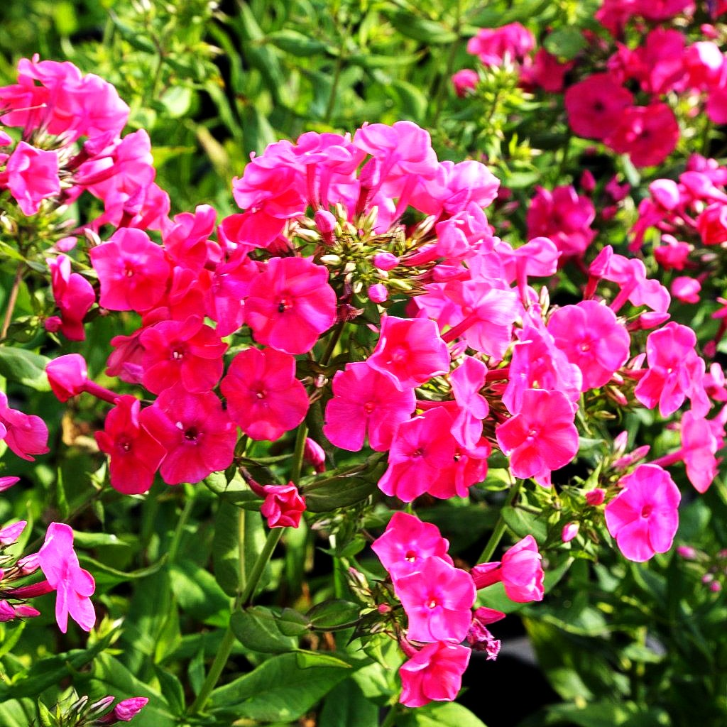 Arends-Flammenblume 'Pink Attraction' (Phlox x arendsii)