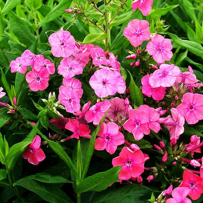 Arends-Flammenblume 'Pink Attraction' (Phlox x arendsii)