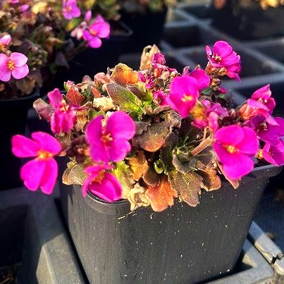 Arends-Gänsekresse 'Compinkie' (Arabis x arendsii)