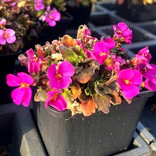 Arends-Gänsekresse 'Compinkie' (Arabis x arendsii)