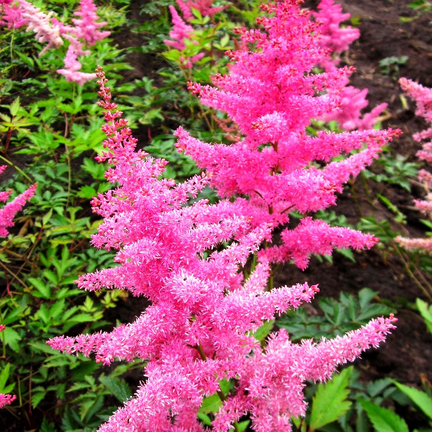 Arends Prachtspiere 'Anita Pfeifer' (Astilbe x arendsii)