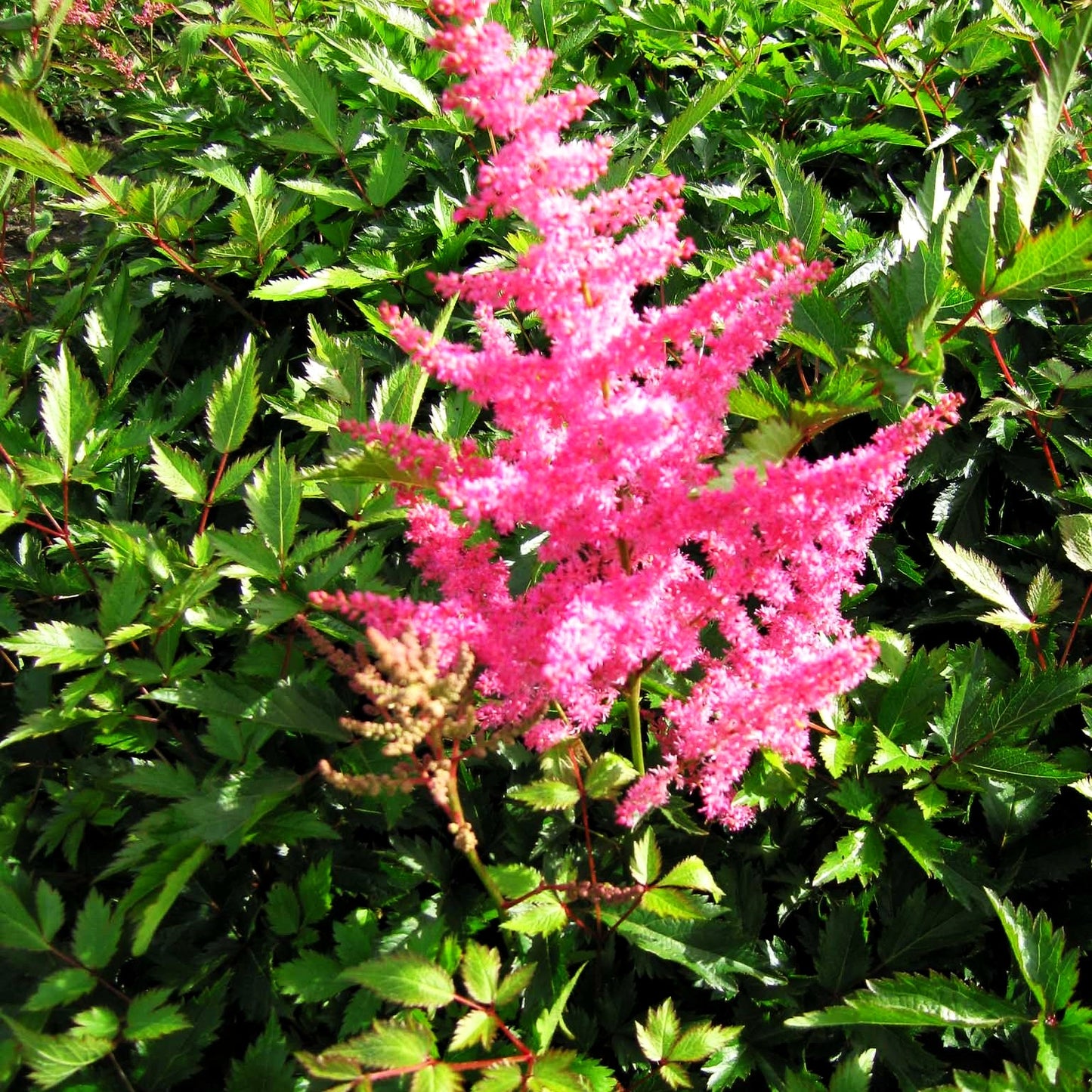 Arends Prachtspiere 'Anita Pfeifer' (Astilbe x arendsii)