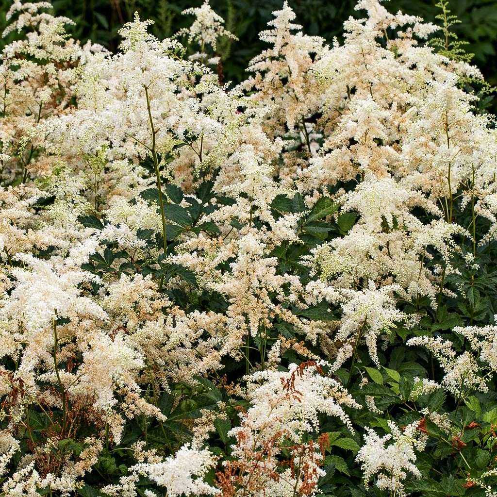 Arends Prachtspiere 'Brautschleier' (Astilbe x arendsii)