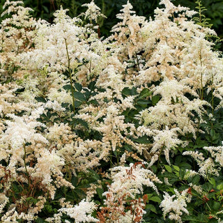 Arends Prachtspiere 'Brautschleier' (Astilbe x arendsii)