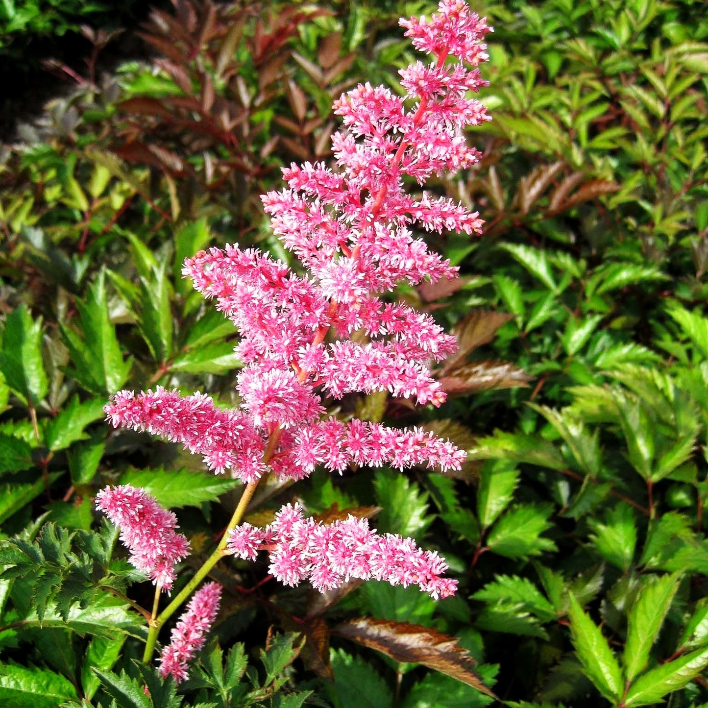 Arends Prachtspiere 'Cattleya' (Astilbe x arendsii)