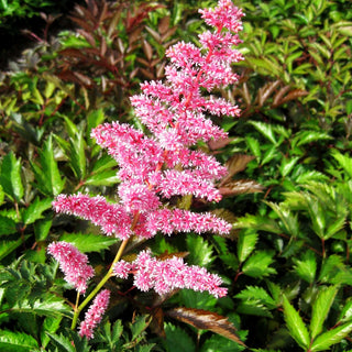 Arends Prachtspiere 'Cattleya' (Astilbe x arendsii)
