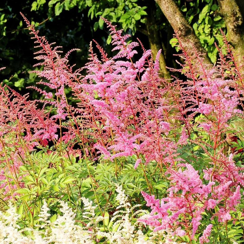 Arends Prachtspiere 'Cattleya' (Astilbe x arendsii)
