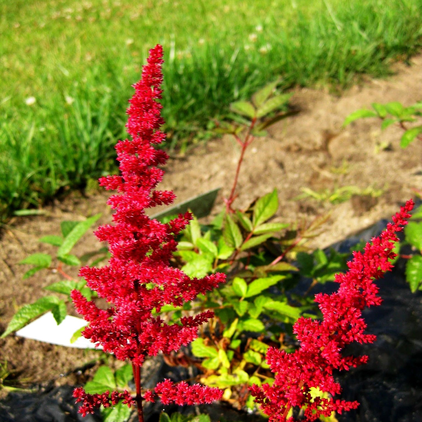 Arends Prachtspiere 'Glut' (Astilbe x arendsii)