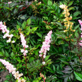 Arends Prachtspiere 'Grete Püngel' (Astilbe x arendsii)