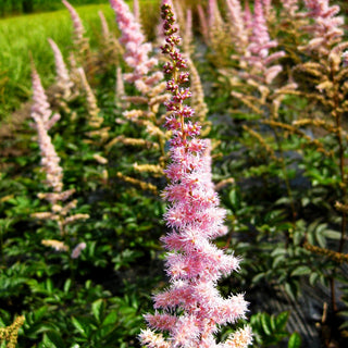 Arends Prachtspiere 'Hyazinth' (Astilbe x arendsii)