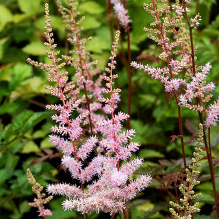 Arends Prachtspiere 'Hyazinth' (Astilbe x arendsii)