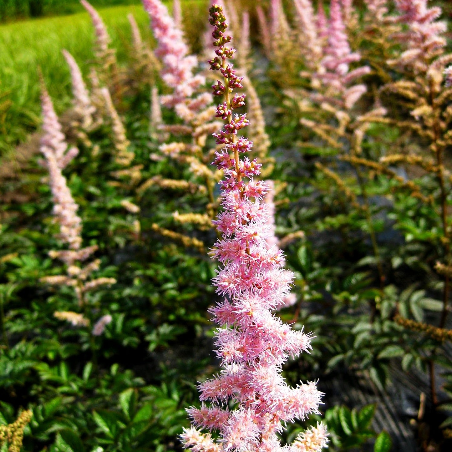 Arends Prachtspiere 'Hyazinth' (Astilbe x arendsii)