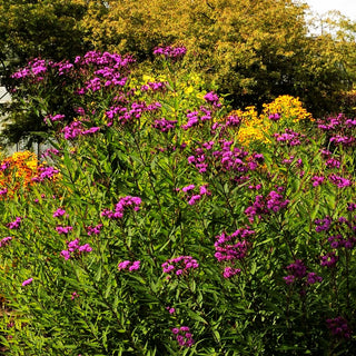 Arkansas-Scheinaster (Vernonia crinita)