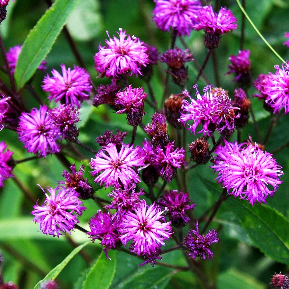 Arkansas-Scheinaster (Vernonia crinita)