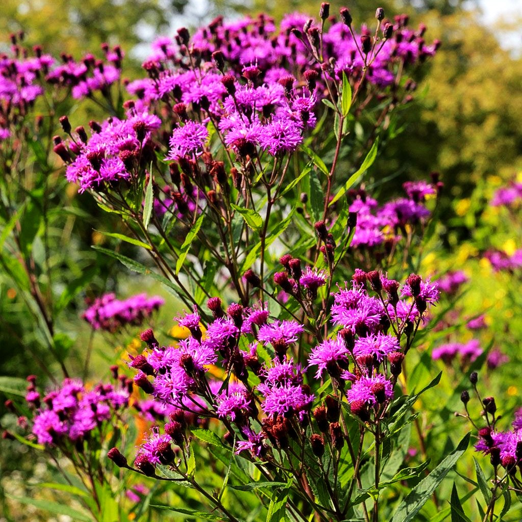 Arkansas-Scheinaster (Vernonia crinita)