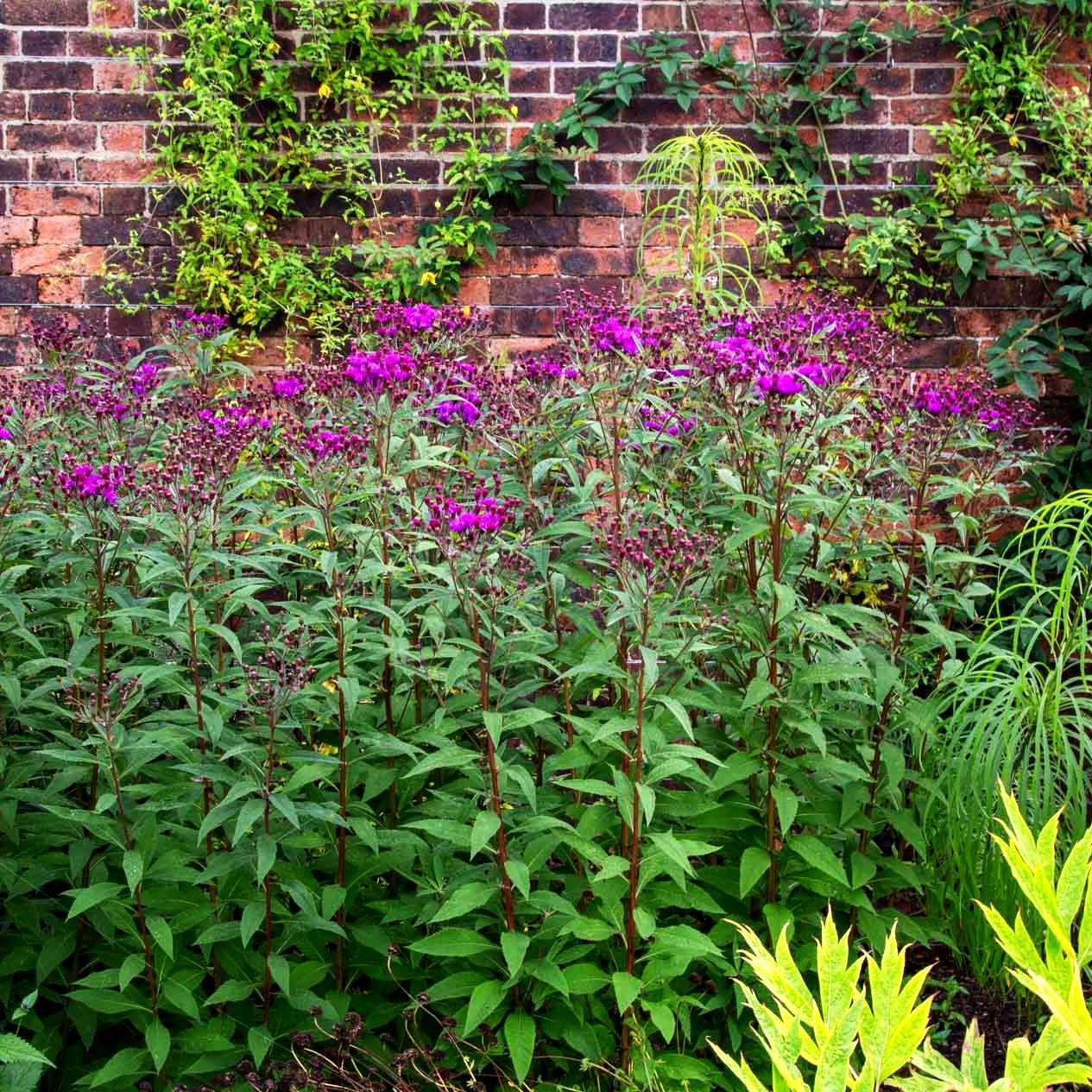 Arkansas-Scheinaster (Vernonia crinita)