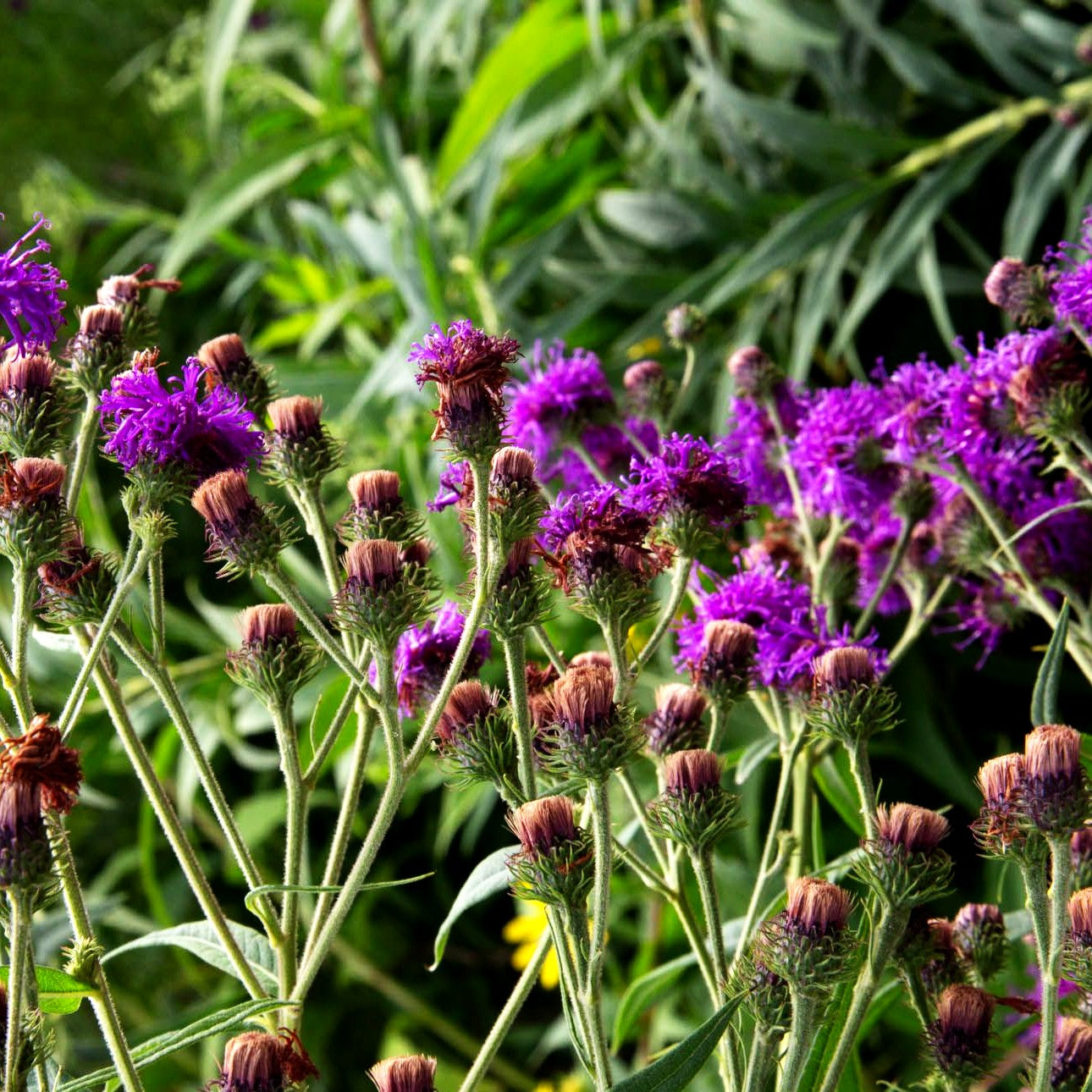Arkansas-Scheinaster (Vernonia crinita)