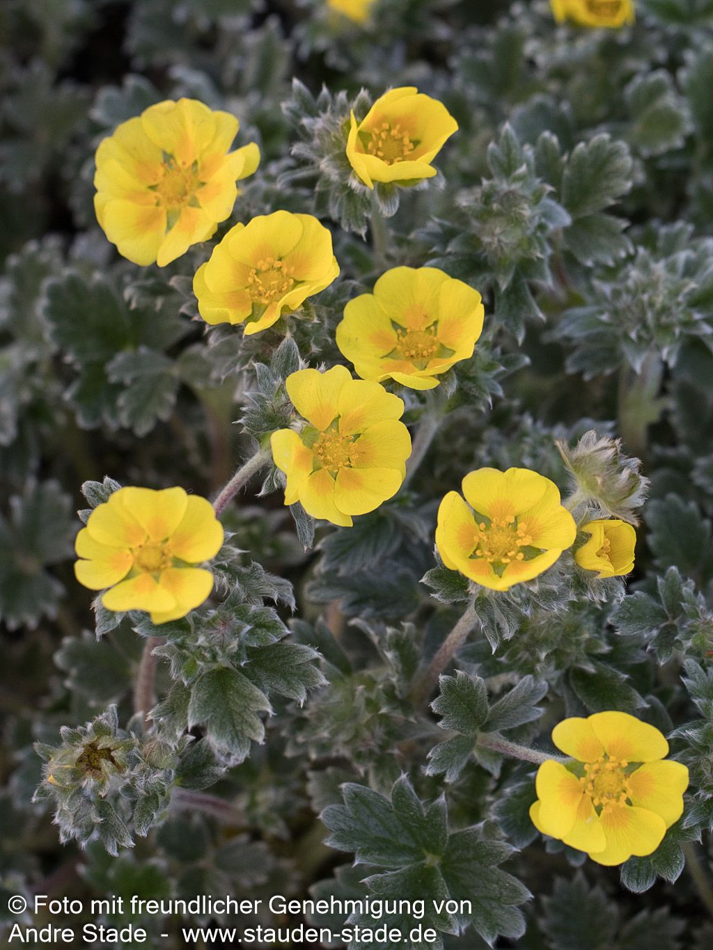 Arktisches Fingerkraut (Potentilla hyparctica)