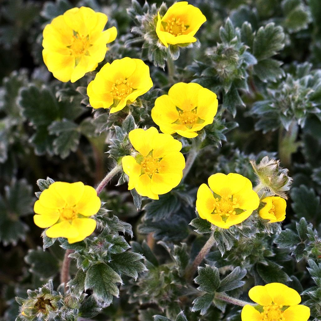 Arktisches Fingerkraut (Potentilla hyparctica)