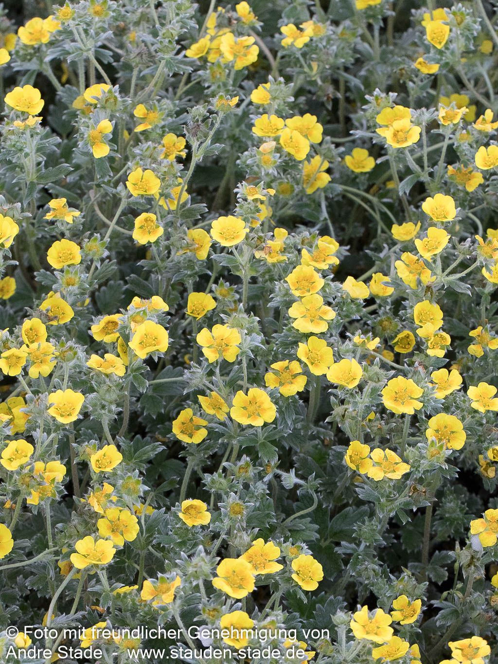 Arktisches Fingerkraut (Potentilla hyparctica)