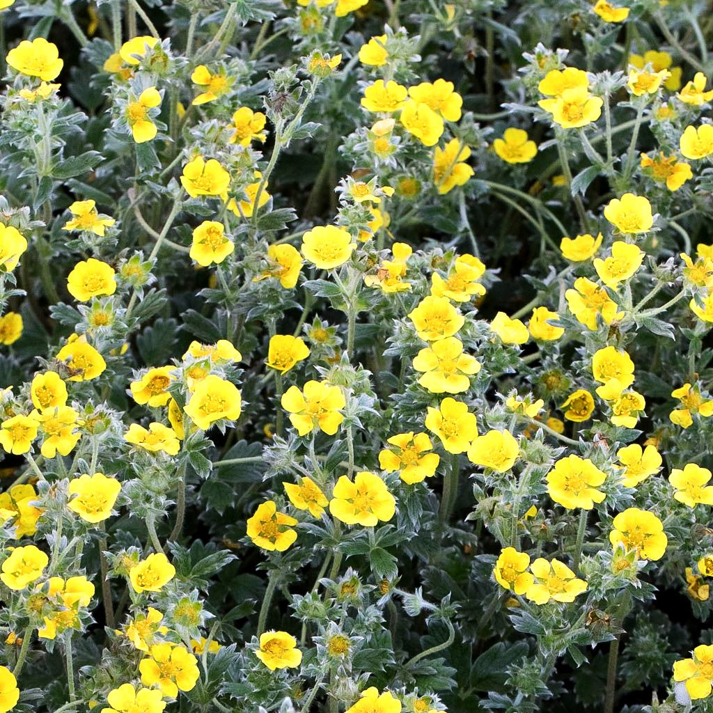 Arktisches Fingerkraut (Potentilla hyparctica)