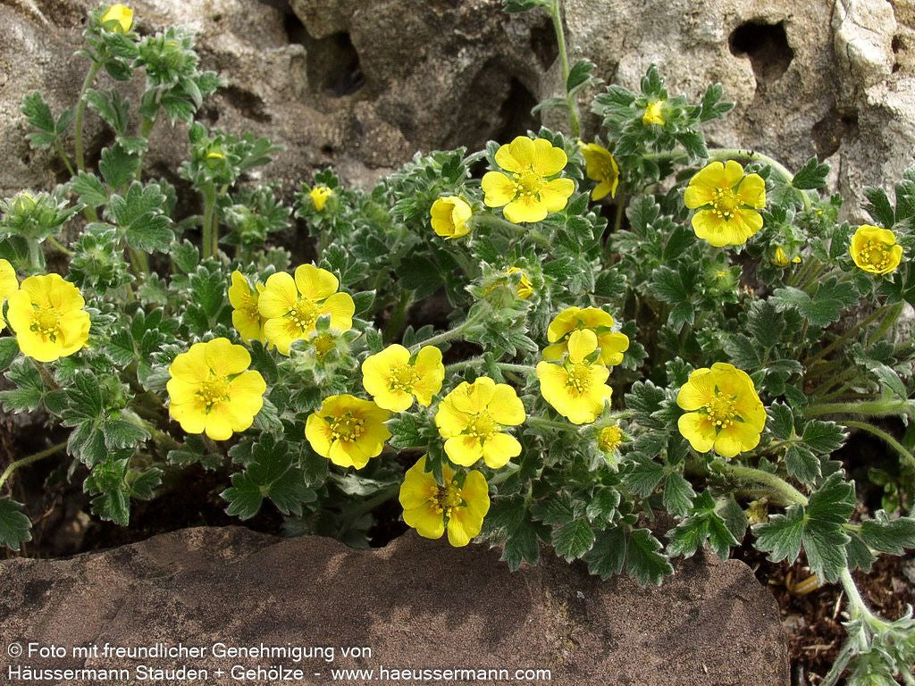 Arktisches Fingerkraut (Potentilla hyparctica)