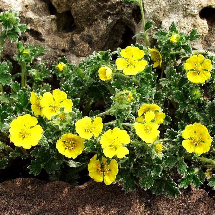 Arktisches Fingerkraut (Potentilla hyparctica)