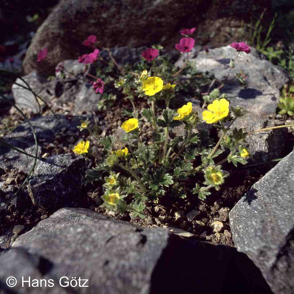 Arktisches Fingerkraut (Potentilla hyparctica)