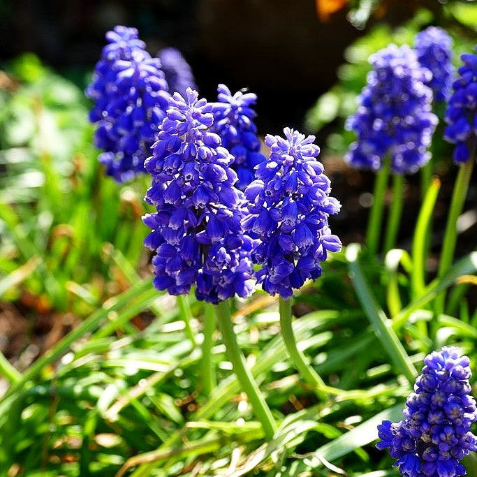 Armenische Traubenhyazinthe (Muscari armeniacum)