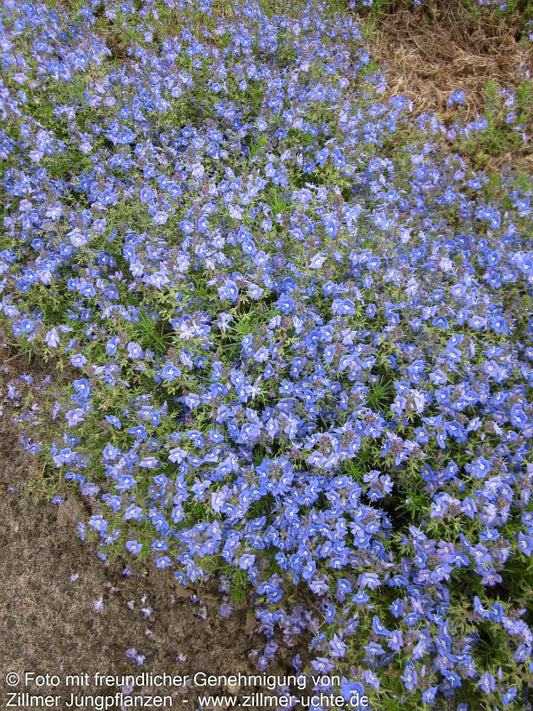 Armenischer Ehrenpreis (Veronica armena)