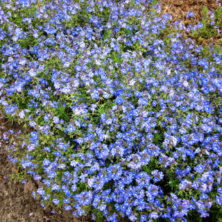 Armenischer Ehrenpreis (Veronica armena)