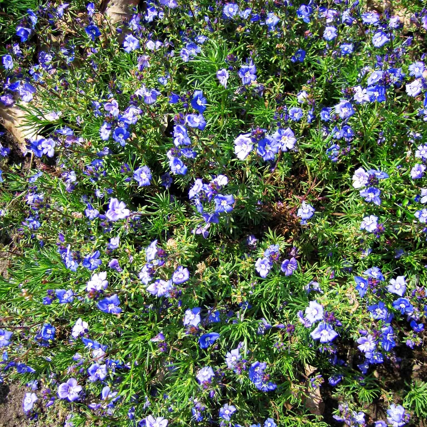 Armenischer Ehrenpreis (Veronica armena)