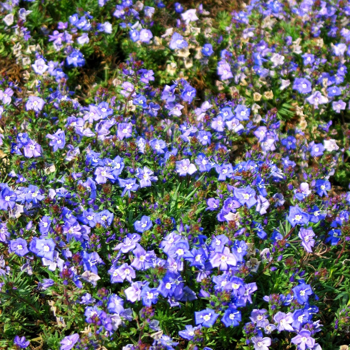 Armenischer Ehrenpreis (Veronica armena)