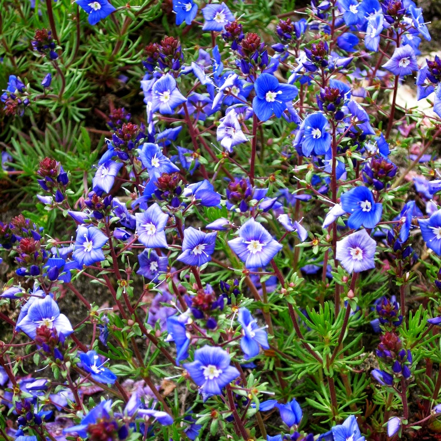 Armenischer Ehrenpreis (Veronica armena)