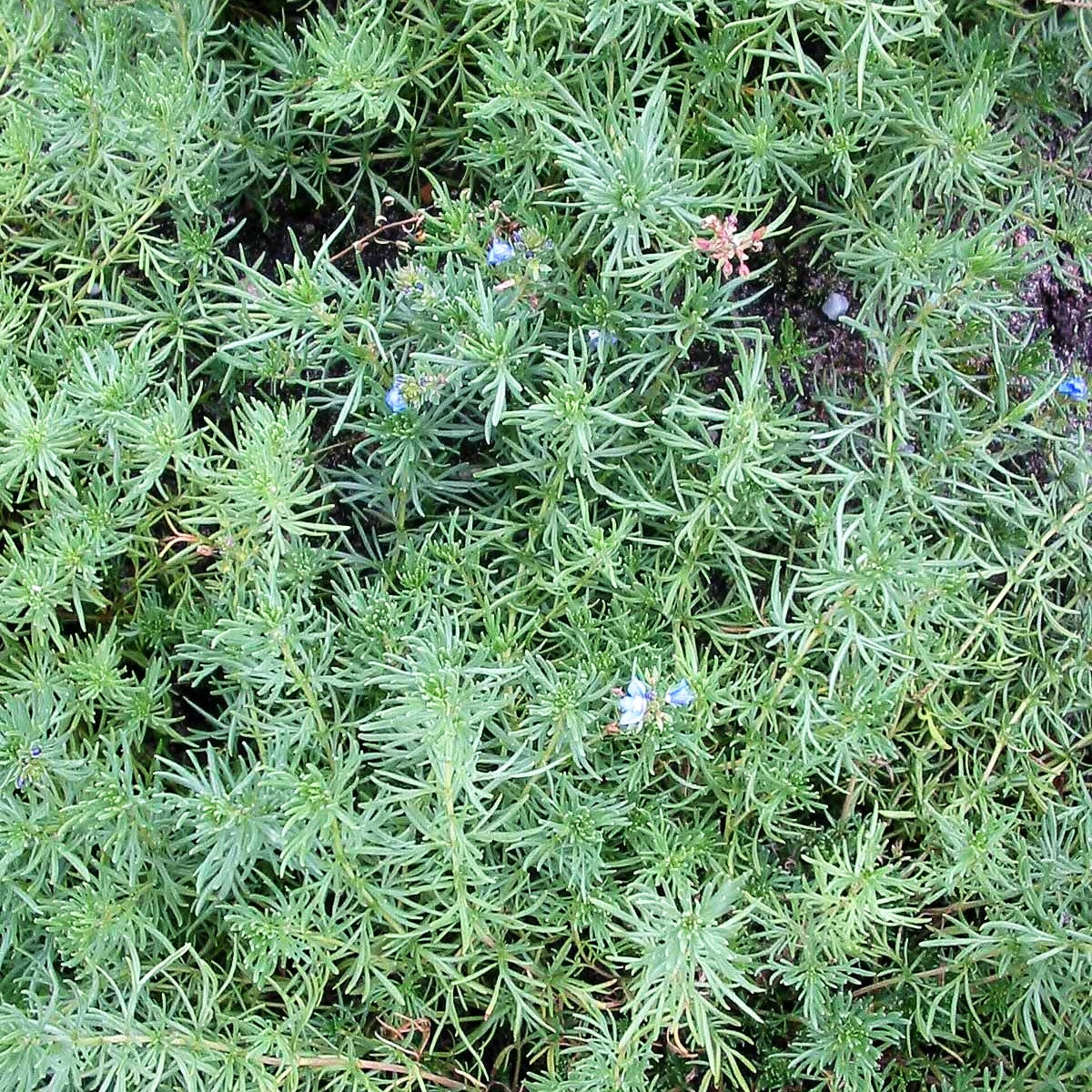 Armenischer Ehrenpreis (Veronica armena)